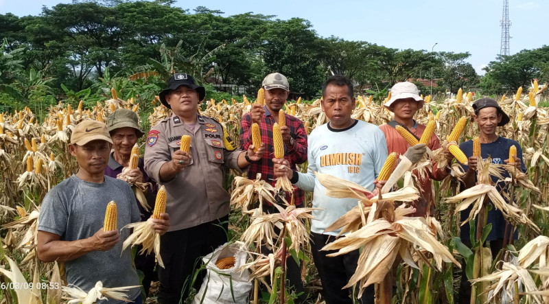 Panen Perdana Jagung Hibrida di Babakan Madang, Polsek dan Kelompok Tani Perkuat Ketahanan Pangan