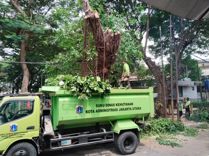 Sudin Kehutanan Kota Administrasi Jakarta Utara Gercep Pangkas Pohon Rindang di Koja, Warga Rawa Badak Utara Lega