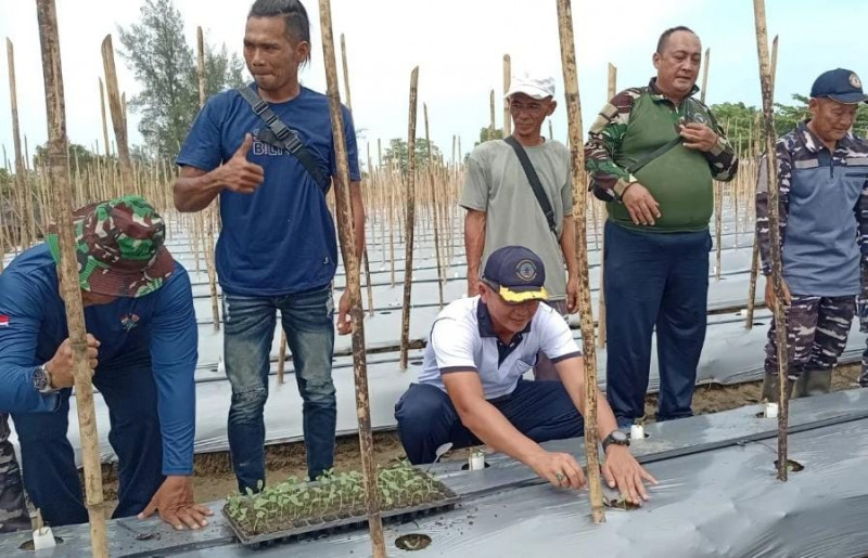 Danlanal Bengkulu Aktif Dalam Meninjau Lahan Pertanian Implementasi Dukungan Terhadap Ketahanan Pangan Nasional