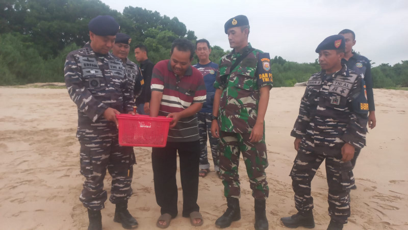 Jaga Kelestarian Ekosistem Laut, Komandan Lanal Bandung Lepas Tukik Ke Alam Bebas