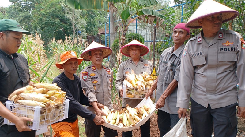 Polsek Tanjung Priok Panen Jagung, Wujud Dukungan Program Asta Cita Presiden Untuk Swasembada Pangan