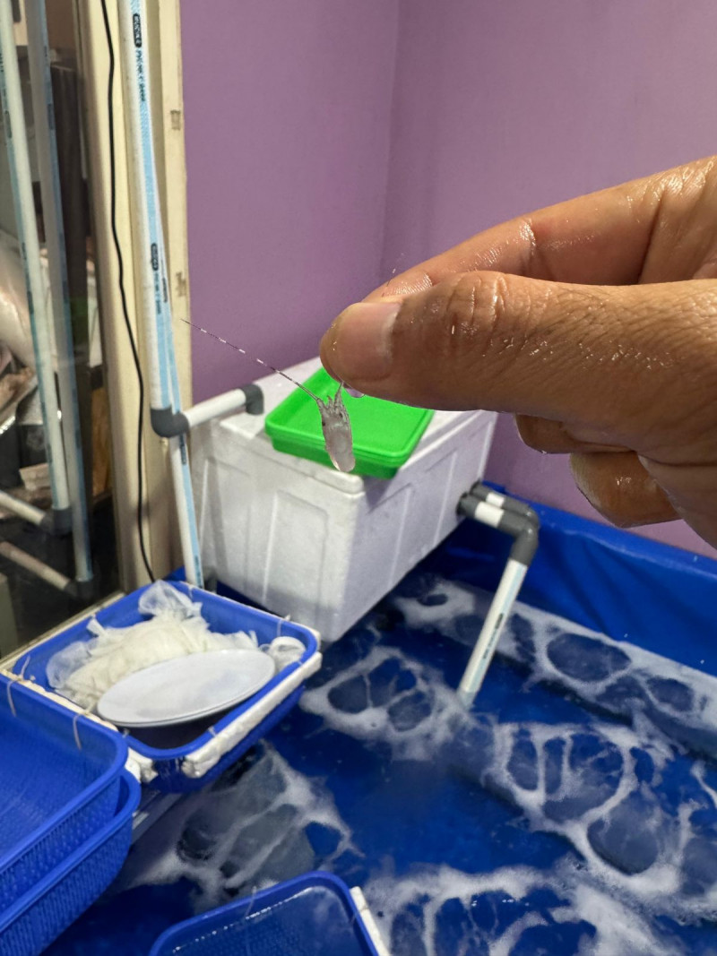 Unit Krimsus Polres Metro Tangerang Kota Bongkar Praktik Pengelolaan Benih Lobster Ilegal