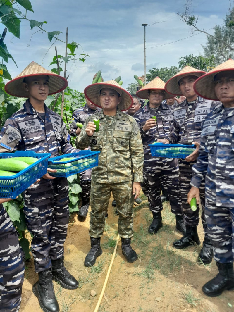 Lanal Dabo Singkep Laksanakan Panen Ketimun Dalam Program Ketahanan Pangan TNI AL 2025
