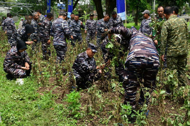 Pangkalan TNI AL Bandung Gelar Panen Raya Kacang Kedelai Secara Serentak Oleh TNI AL