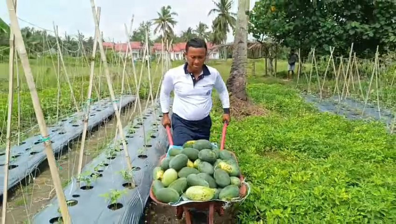 Pangkalan TNI AL Bandung Laksanakan Panem Parsial Semangka Program Ketahanan Pangan