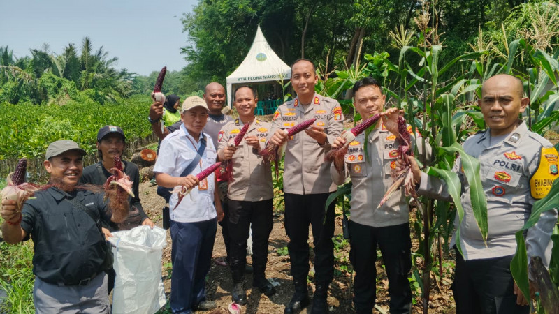 Polri Panen Raya Jagung di Eco Wisata Kapuk Muara Wujud Nyata Ketahanan Pangan Nasional