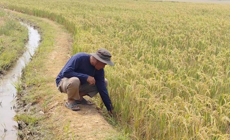 Petani Cirebon Rasakan Manfaat Program Prabowo, Pompanisasi Jaga Sawah Tetap Produktif di Musim Kemarau