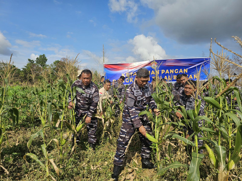 Panen Jagung Lanal Bintan Dalam Mendukung Ketahanan Pangan
