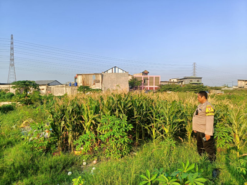 Bhabinkamtibmas Tugu Selatan Monitor Lahan Jagung, Dukung Program Jaga Jakarta dan Ketahanan Pangan