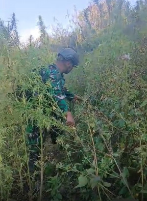 TNI Bersihkan Ladang Ganja di Yahukimo, 21.400 Batang Diamankan