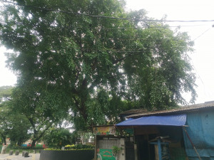 Warga Rawa Badak Utara Resah, Pohon Besar Nyaris Tutupi Rumah