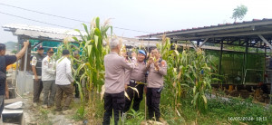 Panen Raya Jagung Serentak di Koja, Polsek Koja Dukung Ketahanan Pangan Nasional 2026