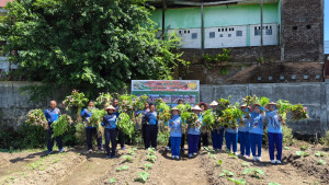 Wujudkan Program Ketahanan Pangan, Satlinlamil 3 Panen Perdana Sayuran