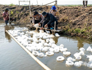 Dukung Ketahanan Pangan, Polda Metro Jaya Tebar 15 Ribu Benih Bandeng dan 150 Ribu Udang Vaname di Muaragembong, Perkuat Ketahanan Pangan