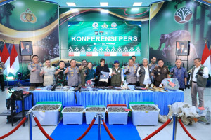 Polda Riau Bekuk 15 Tersangka Jaringan Perburuan Gajah Sumatera Lintas Provinsi