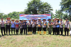 Dukung Ketahanan Pangan, Kapolres Metro Bekasi Kota Pimpin Panen Raya Jagung di Jatiasih