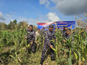 Panen Jagung Lanal Bintan Dalam Mendukung Ketahanan Pangan